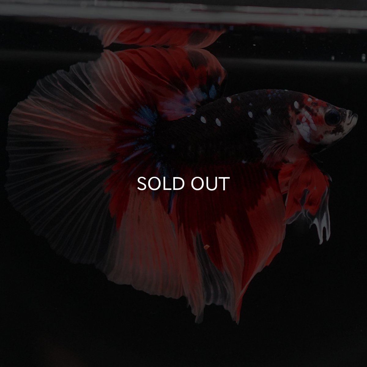 画像7: HM ブラックキャンディ (7)