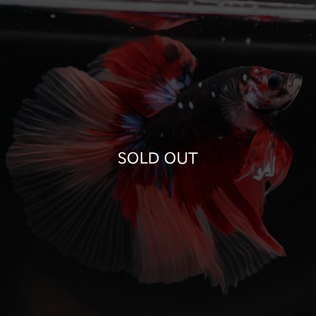 画像5: HM ブラックキャンディ (5)