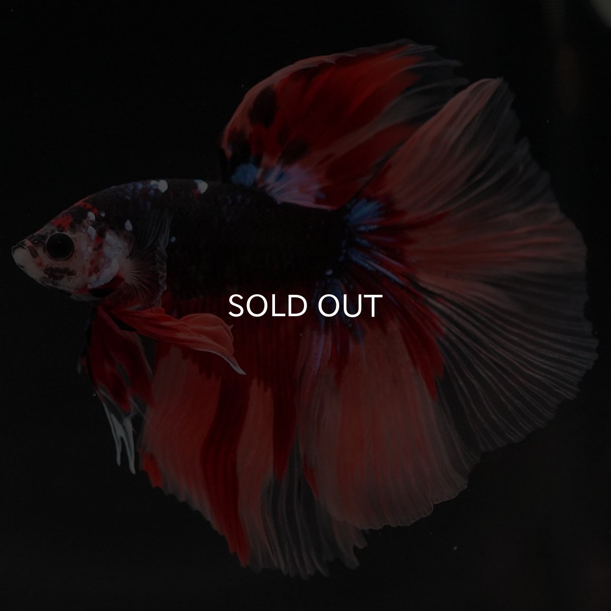 画像4: HM ブラックキャンディ (4)