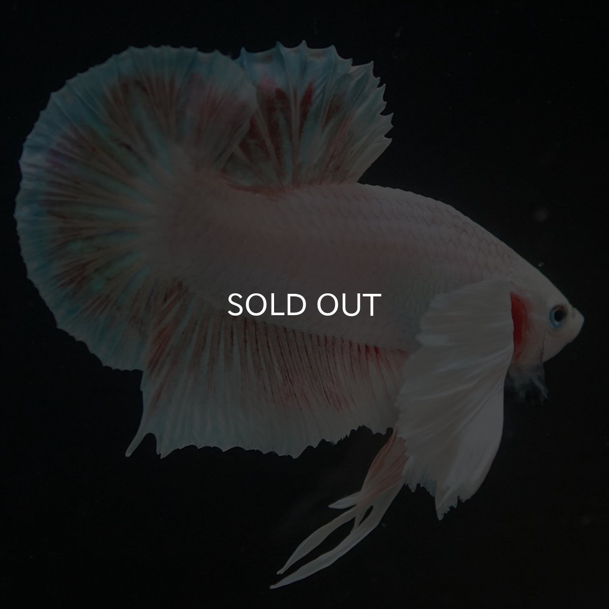 画像3: HMPKダンボ　ホワイト (3)