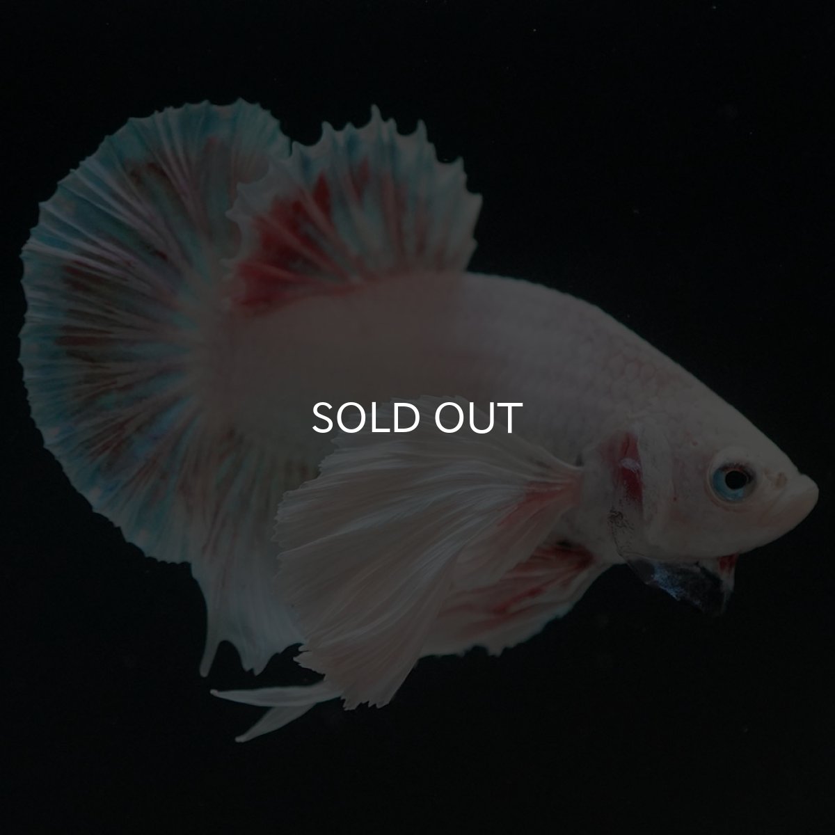 画像5: HMPKダンボ　ホワイト (5)