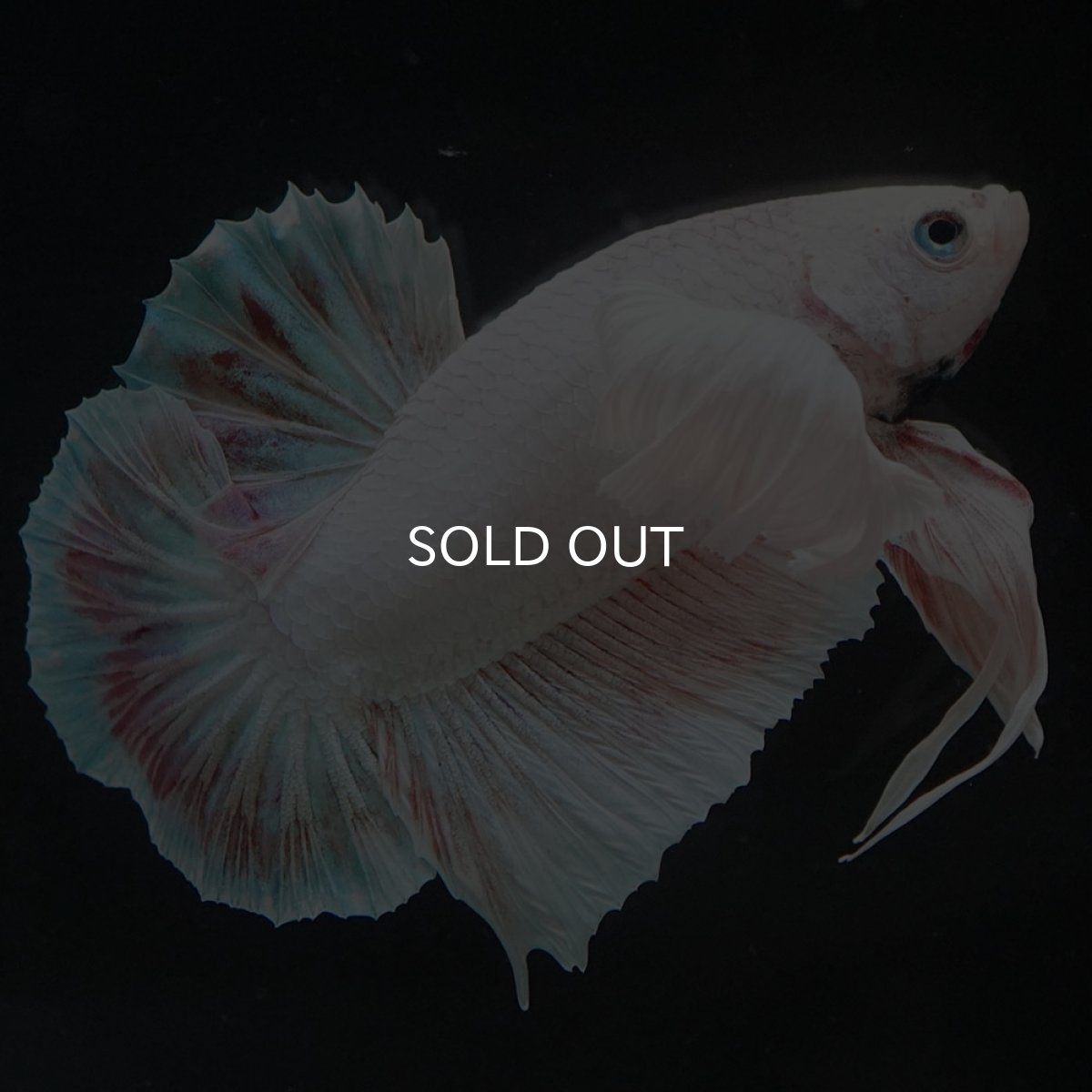 画像7: HMPKダンボ　ホワイト (7)