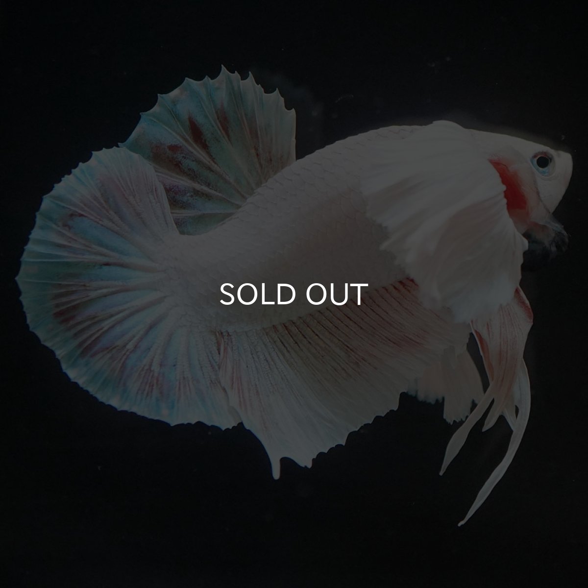 画像9: HMPKダンボ　ホワイト (9)