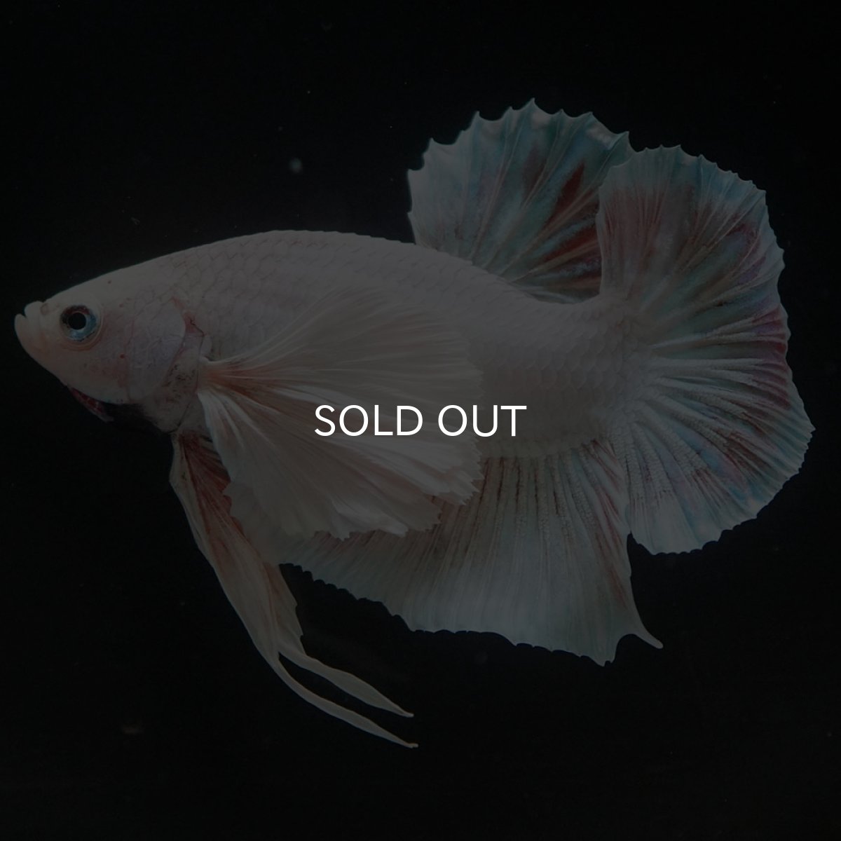 画像8: HMPKダンボ　ホワイト (8)