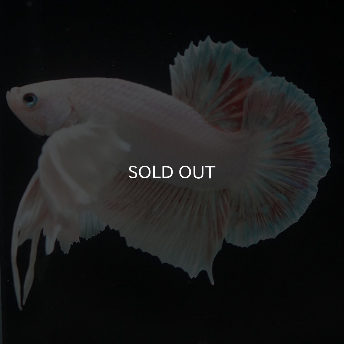 画像6: HMPKダンボ　ホワイト (6)