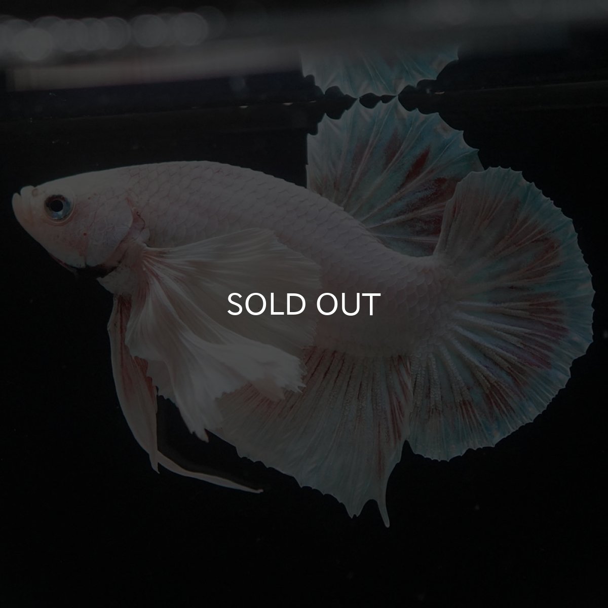 画像4: HMPKダンボ　ホワイト (4)