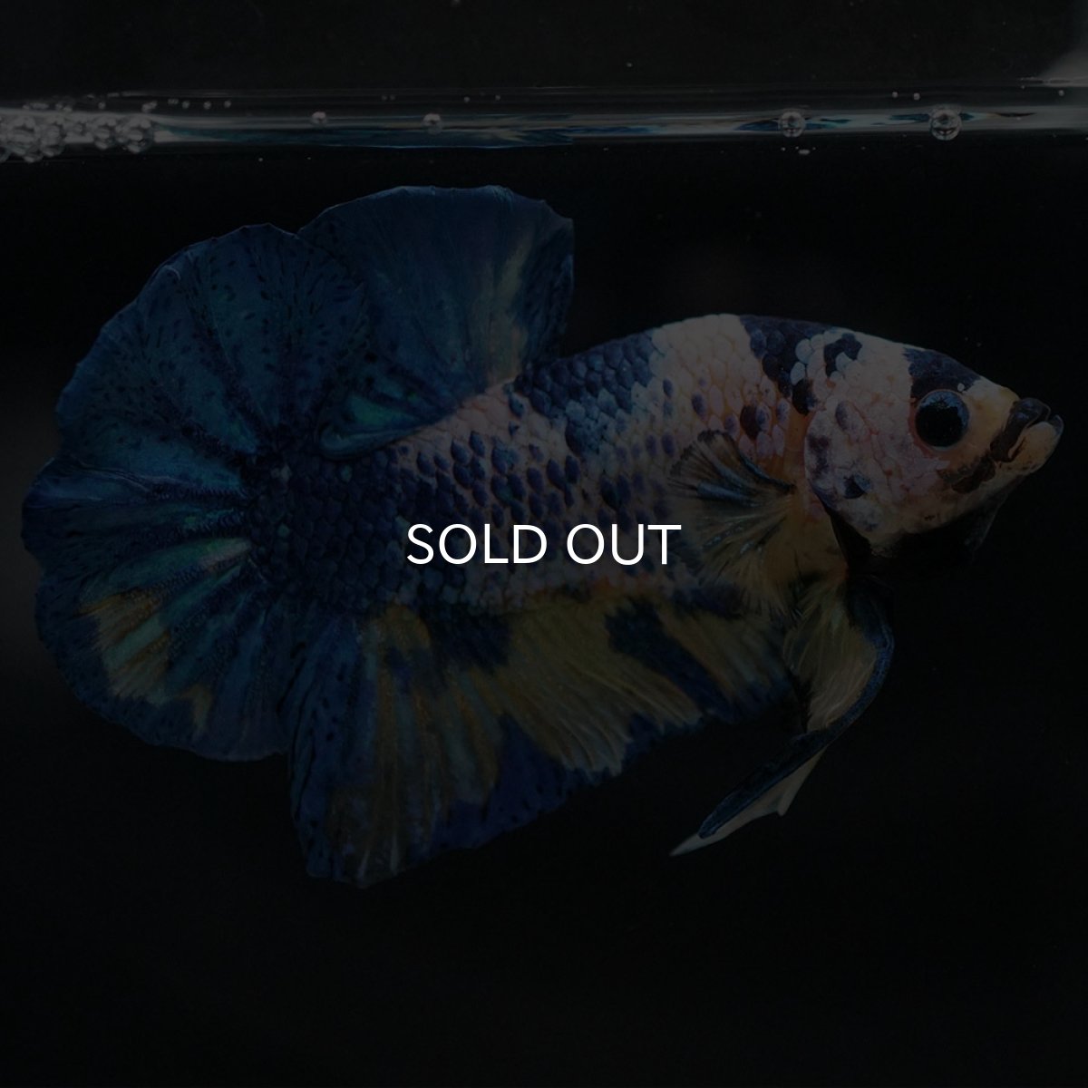 画像7: HMPK イエロータイガーギャラクシー (7)