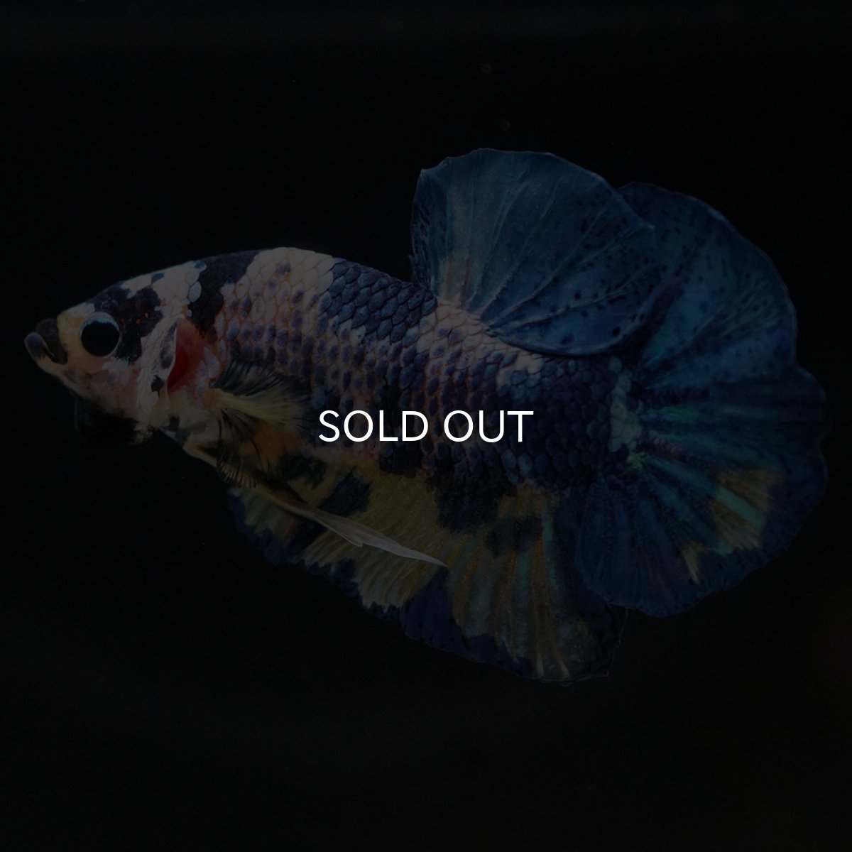 画像4: HMPK イエロータイガーギャラクシー (4)