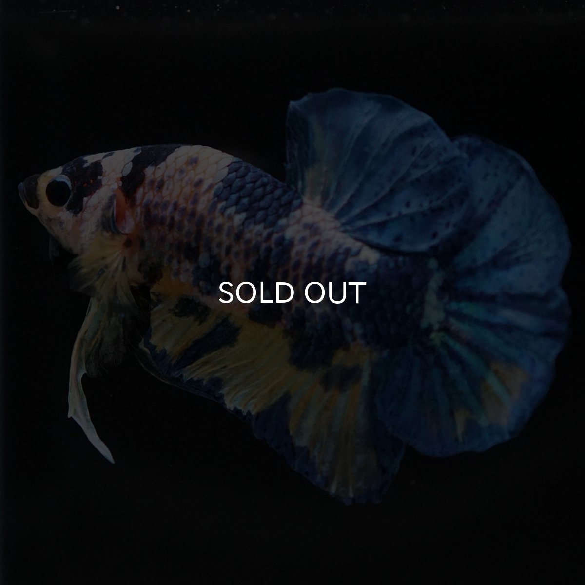 画像2: HMPK イエロータイガーギャラクシー (2)