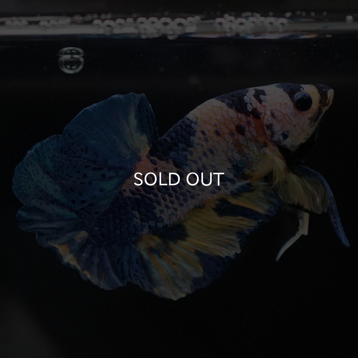 画像9: HMPK イエロータイガーギャラクシー (9)