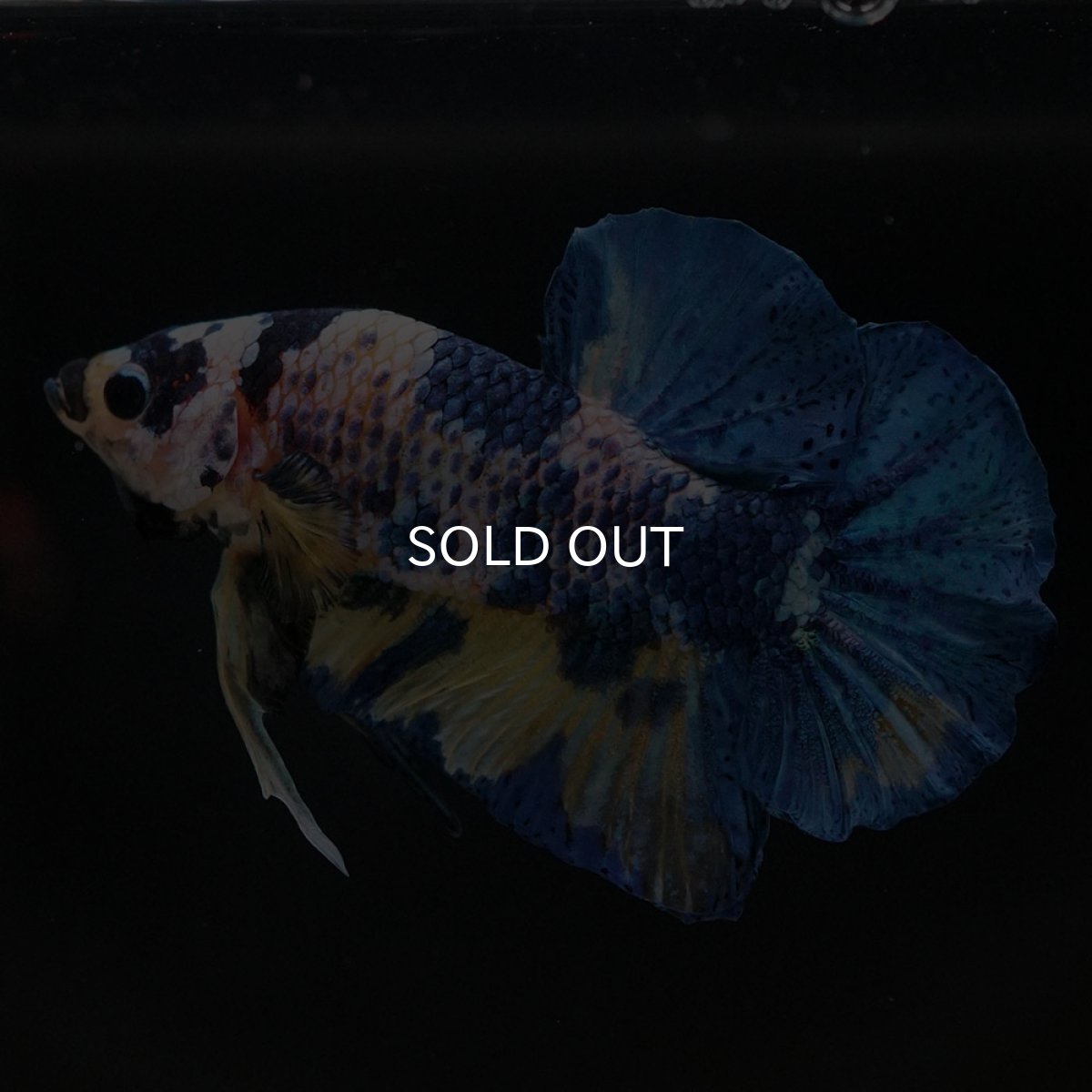 画像8: HMPK イエロータイガーギャラクシー (8)