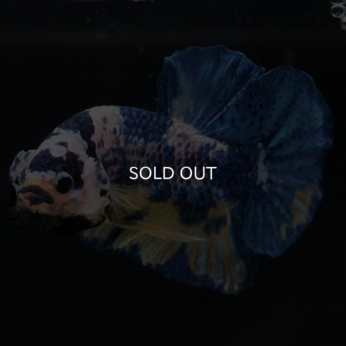 画像6: HMPK イエロータイガーギャラクシー (6)