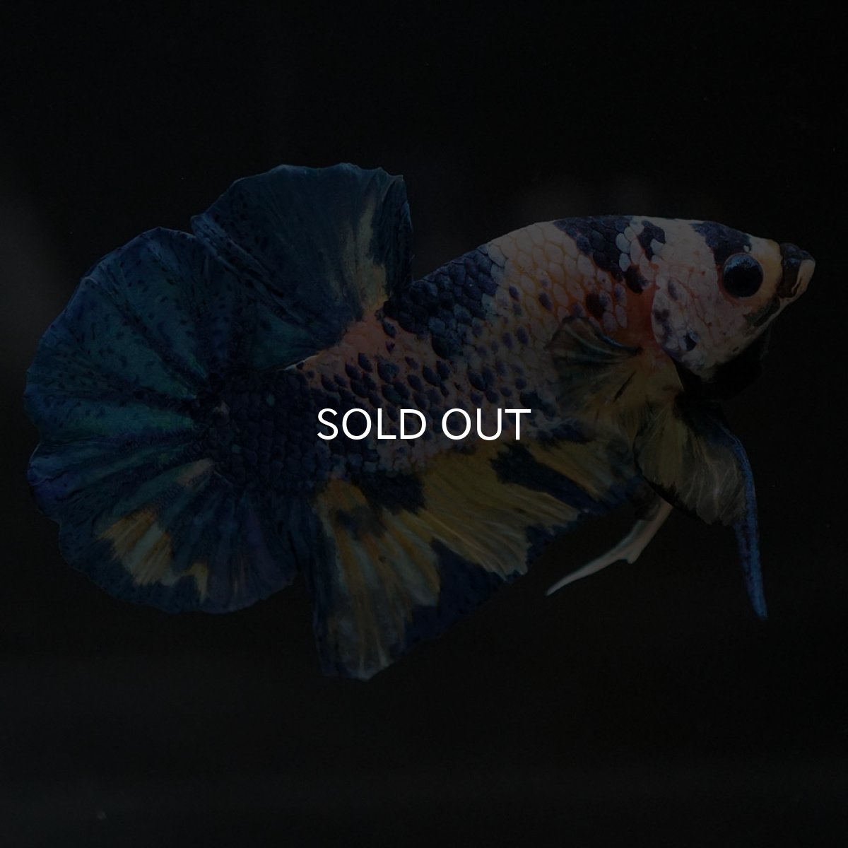 画像5: HMPK イエロータイガーギャラクシー (5)