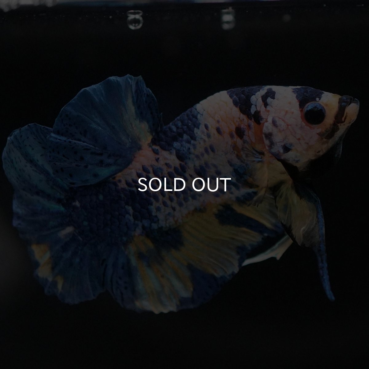 画像3: HMPK イエロータイガーギャラクシー (3)