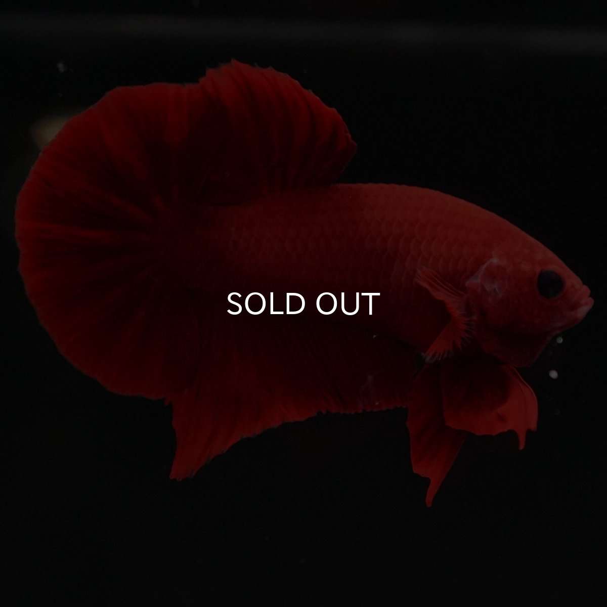 画像8: HMPK　レッド (8)