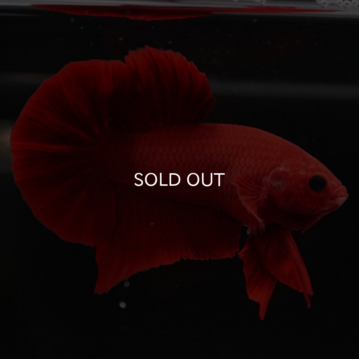 画像4: HMPK　レッド (4)