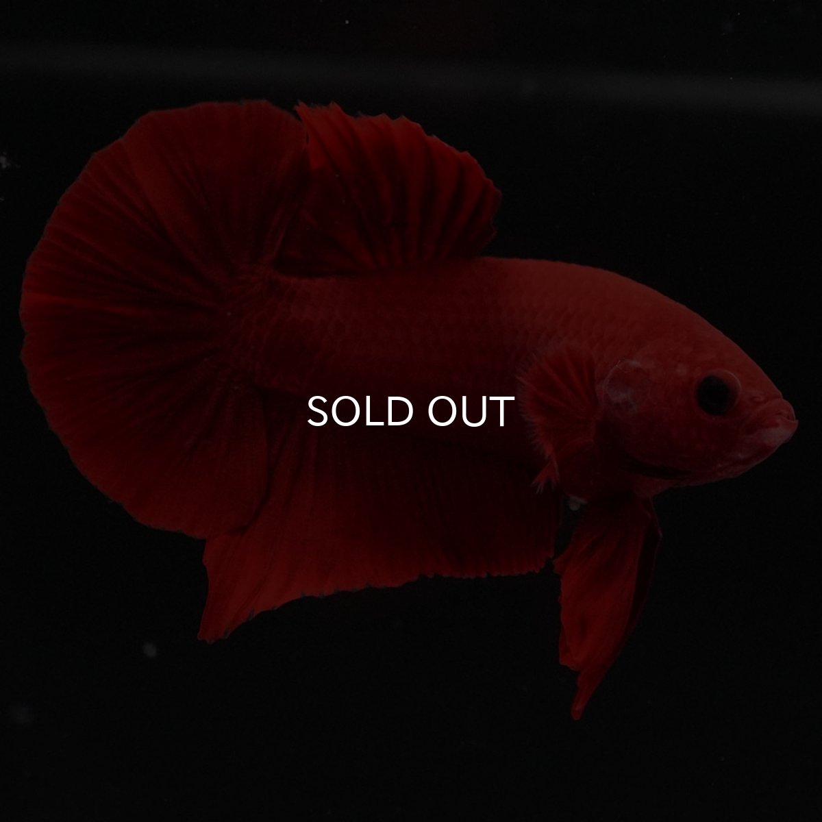 画像6: HMPK　レッド (6)