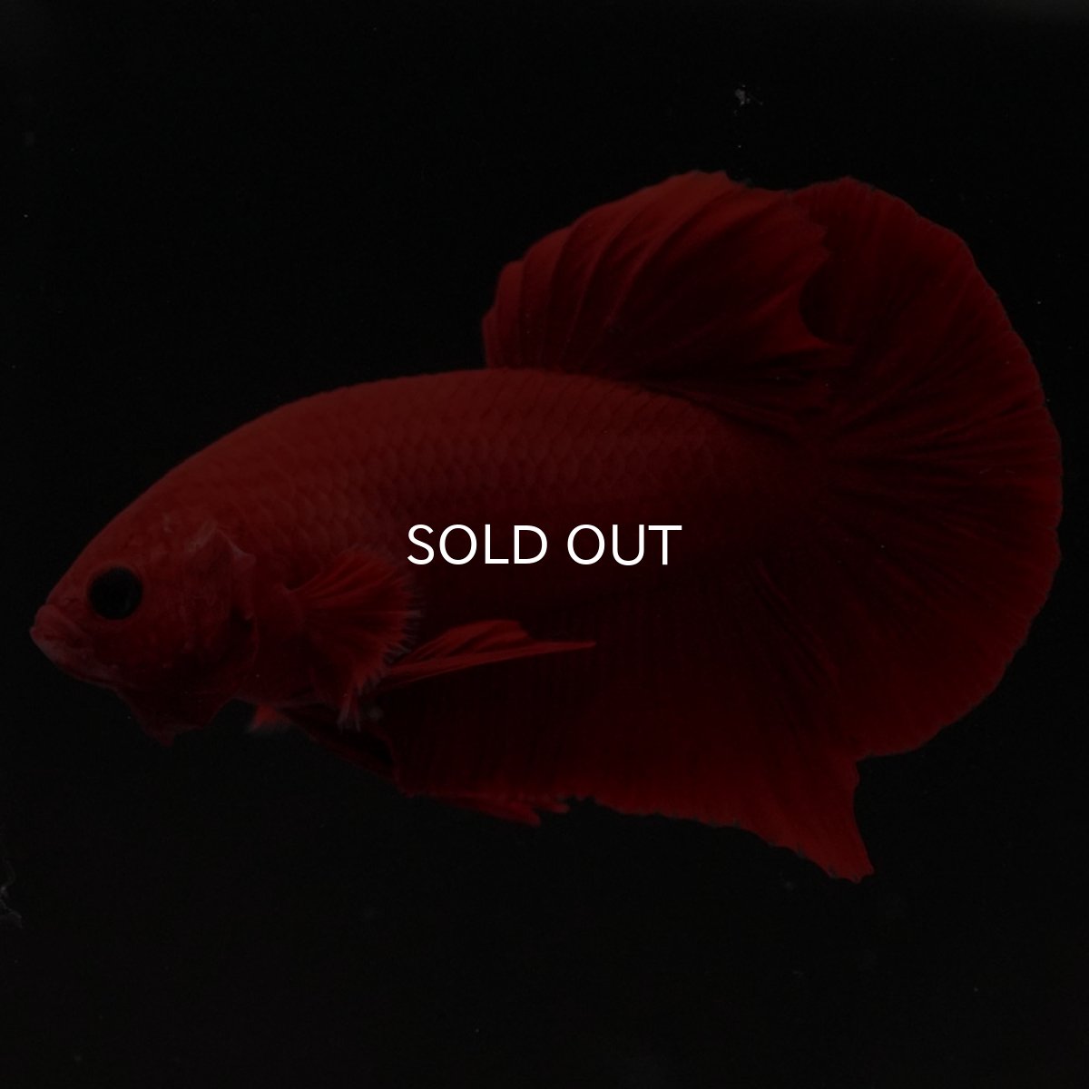 画像2: HMPK　レッド (2)