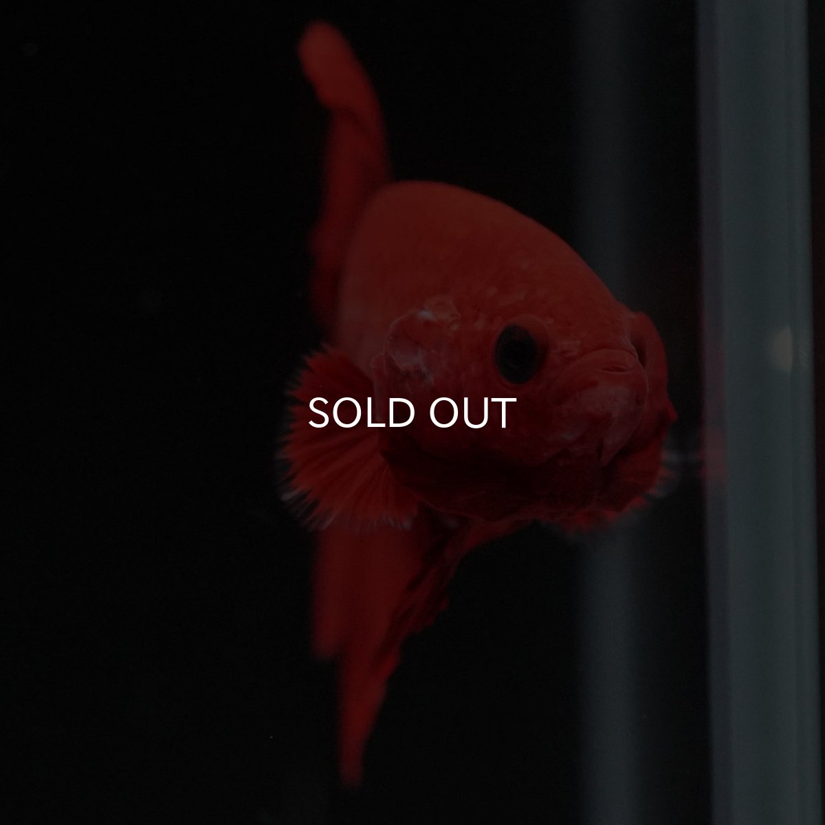 画像3: HMPK　レッド (3)