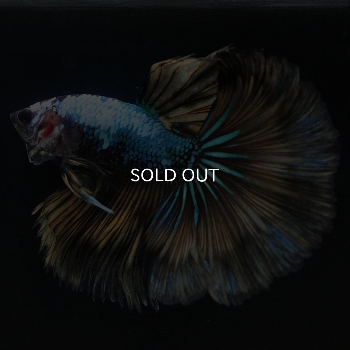 画像5: HM　イエローファンシー (5)