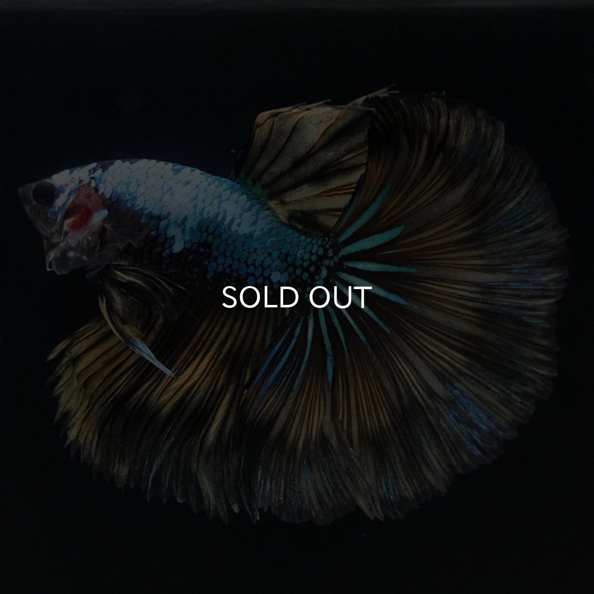 画像3: HM　イエローファンシー (3)