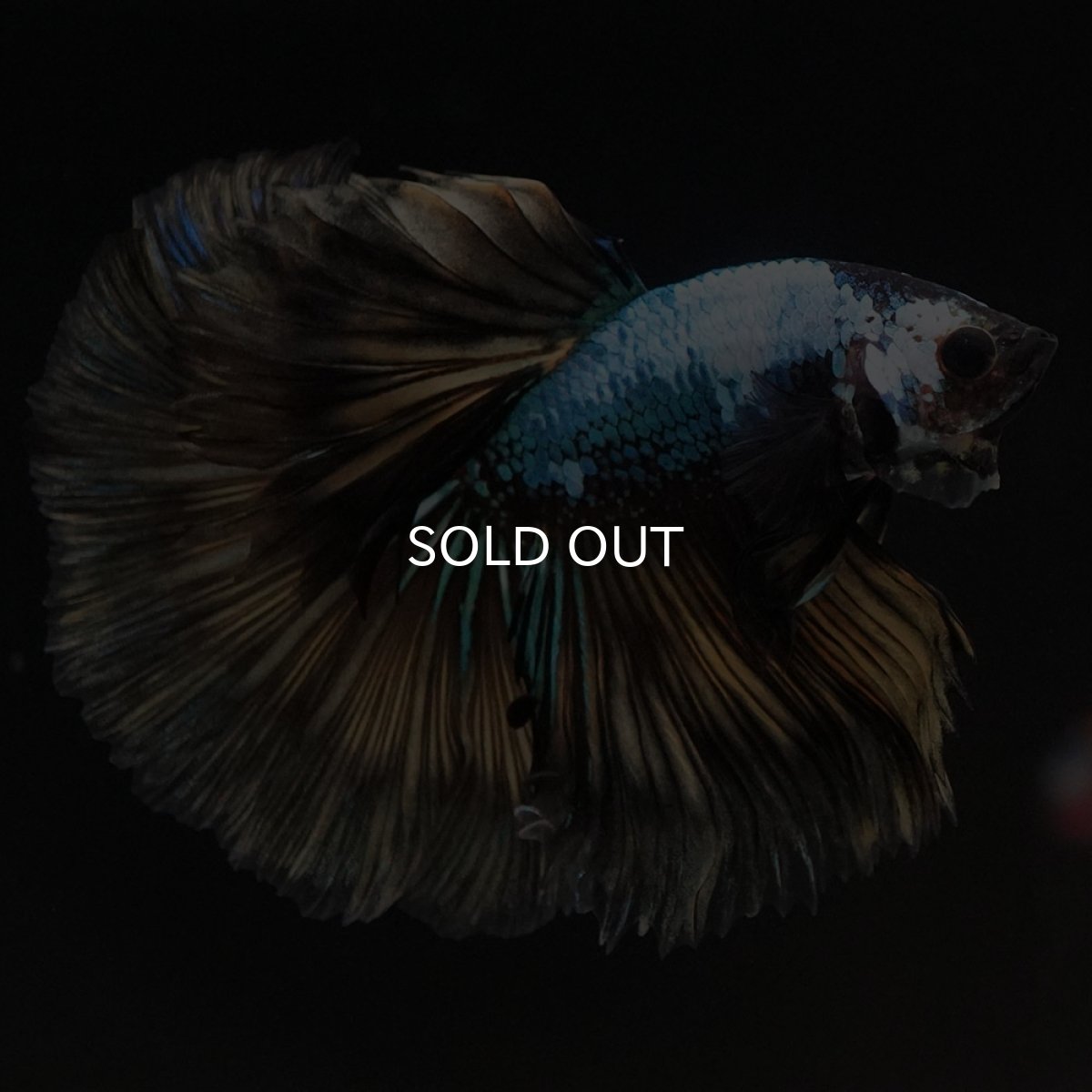 画像6: HM　イエローファンシー (6)