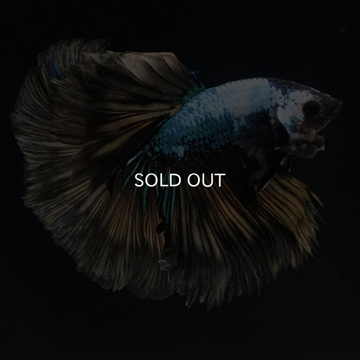 画像4: HM　イエローファンシー (4)