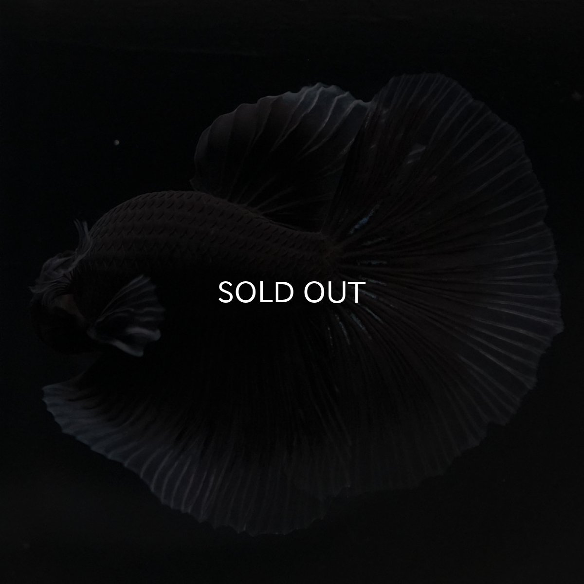 画像5: HM ブラックバタフライ クリアフィン (5)