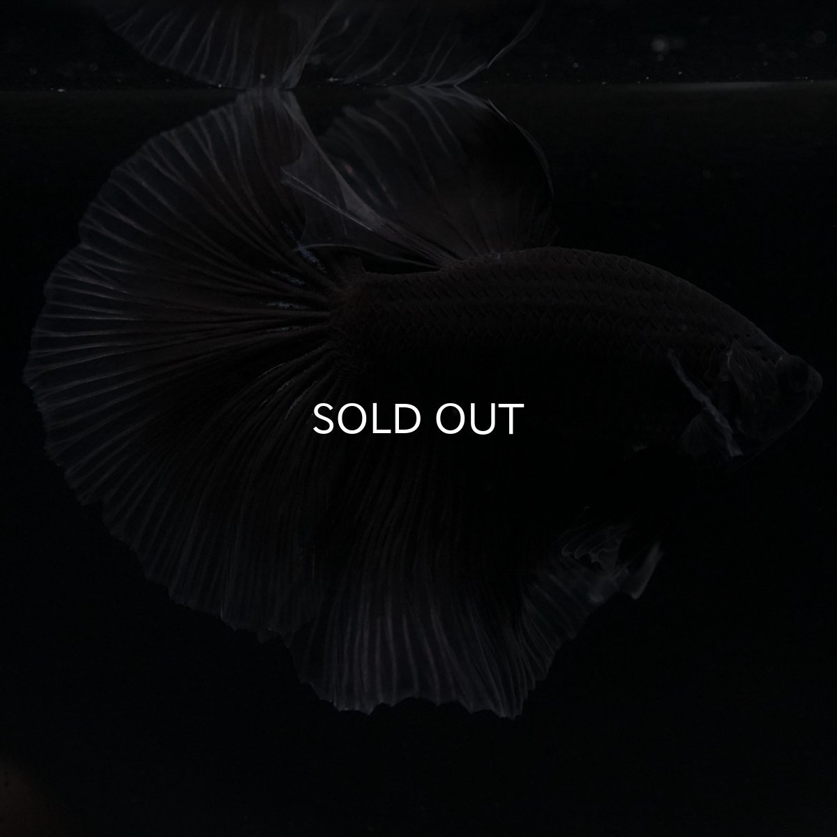 画像7: HM ブラックバタフライ クリアフィン (7)