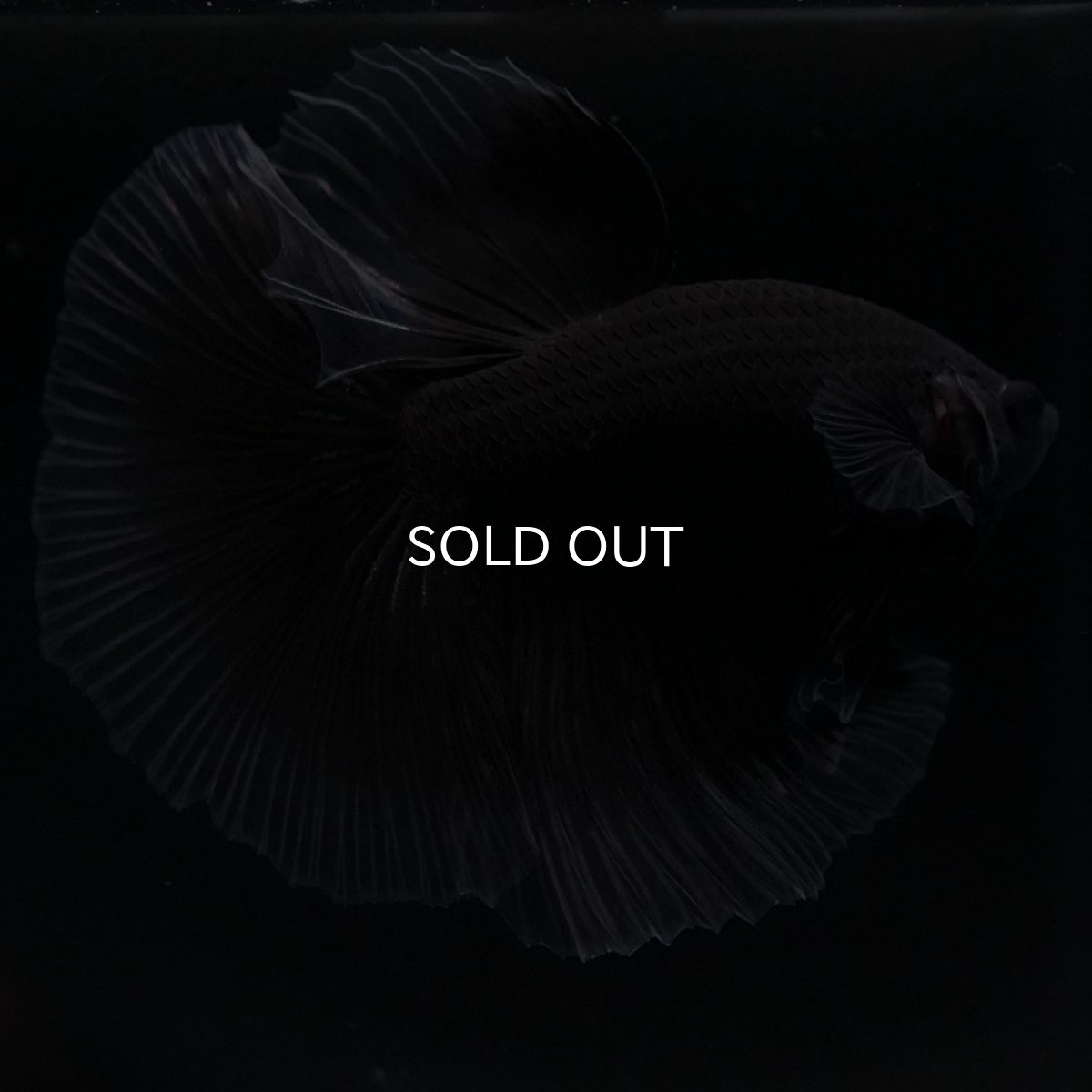 画像2: HM ブラックバタフライ クリアフィン (2)