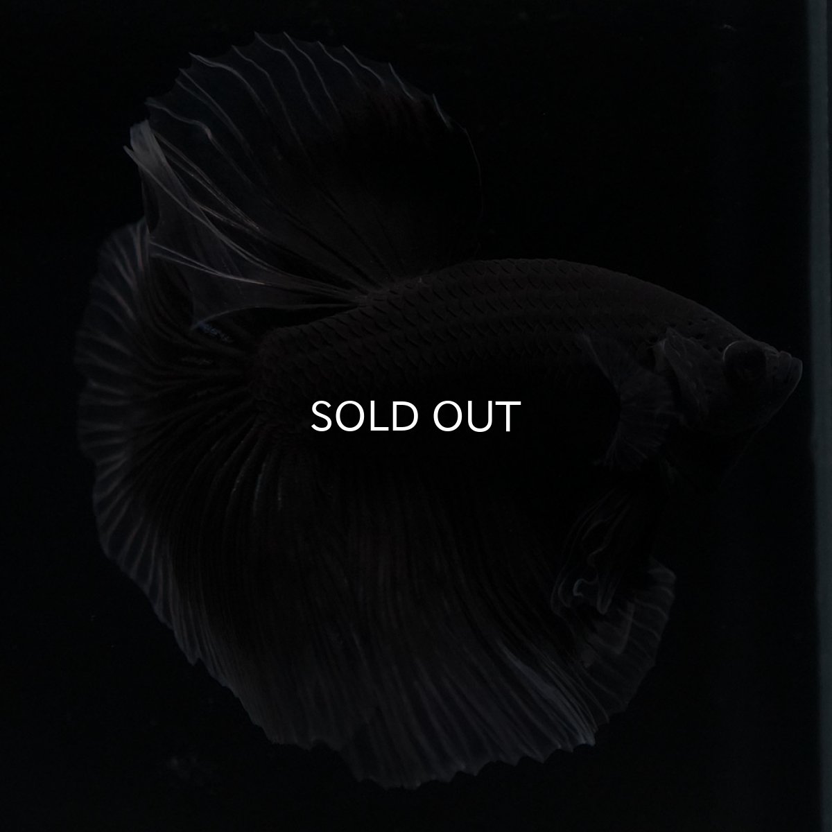 画像6: HM ブラックバタフライ クリアフィン (6)