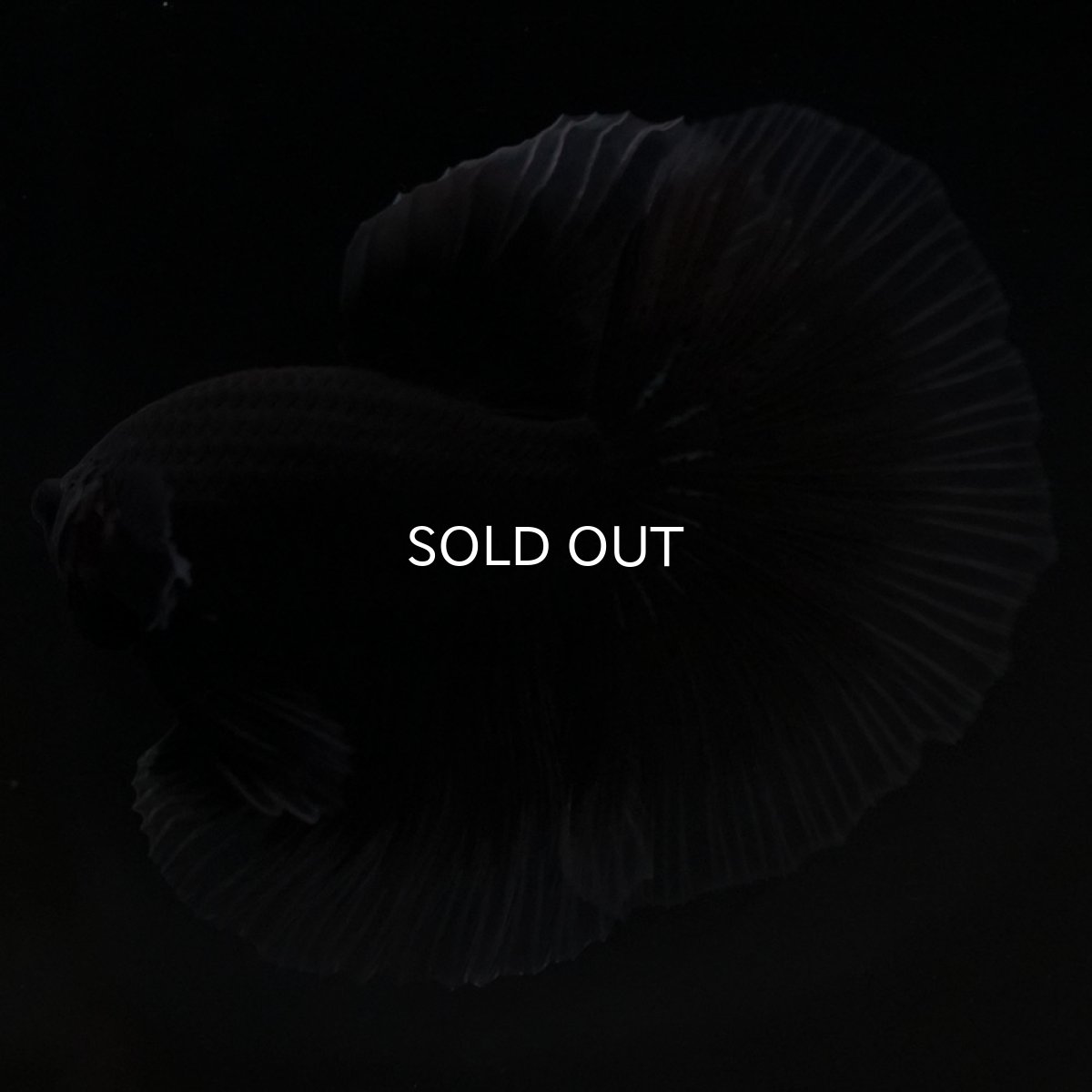 画像3: HM ブラックバタフライ クリアフィン (3)