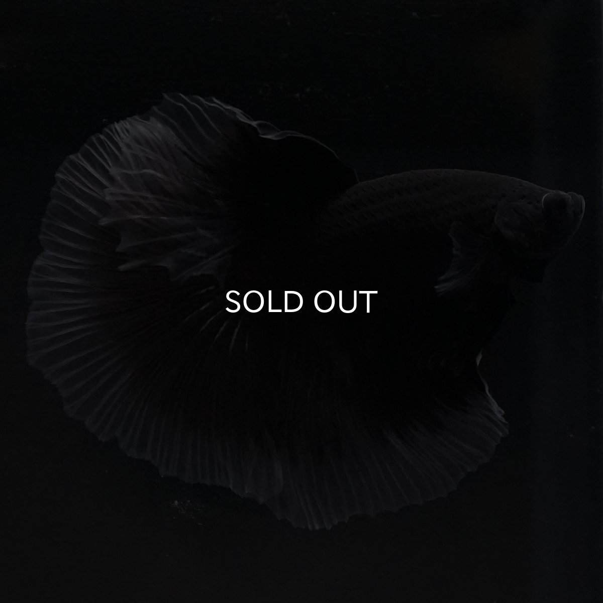 画像4: HM ブラックバタフライ クリアフィン (4)