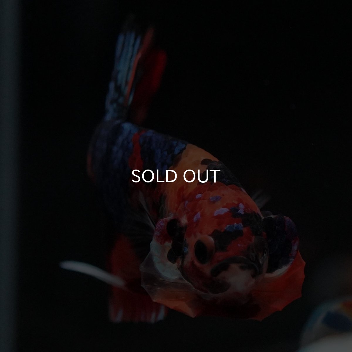 画像4: HMPK　キャンディギャラクシー (4)