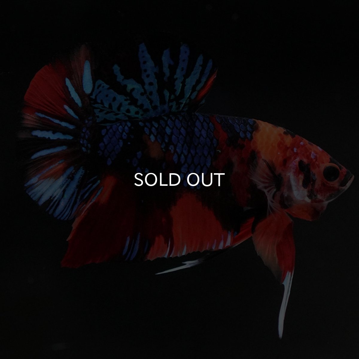 画像2: HMPK　キャンディギャラクシー (2)