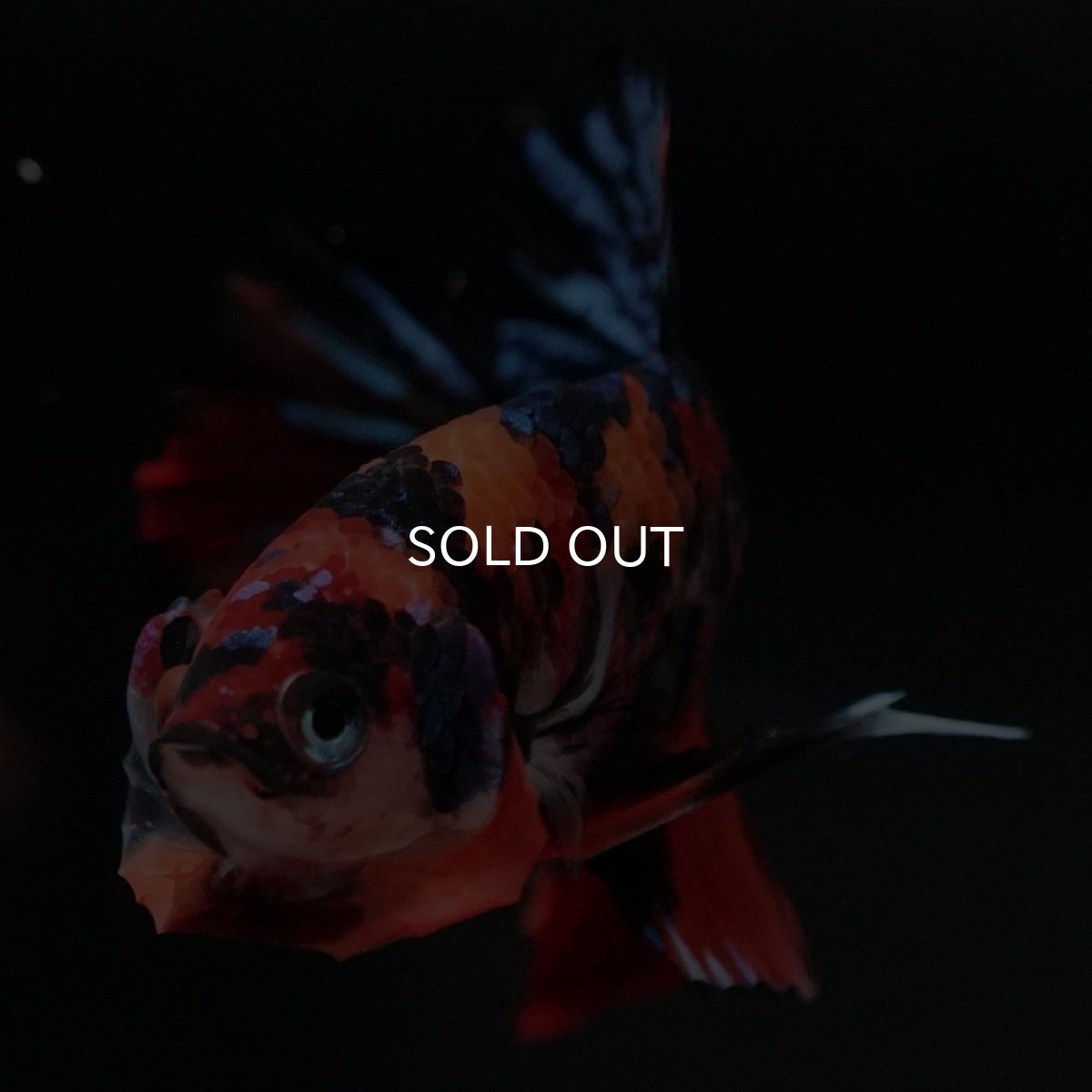 画像3: HMPK　キャンディギャラクシー (3)