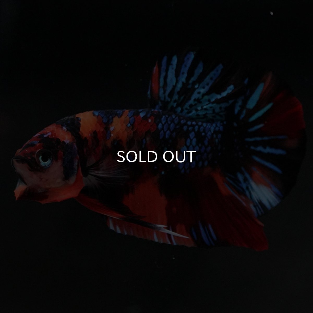 画像9: HMPK　キャンディギャラクシー (9)