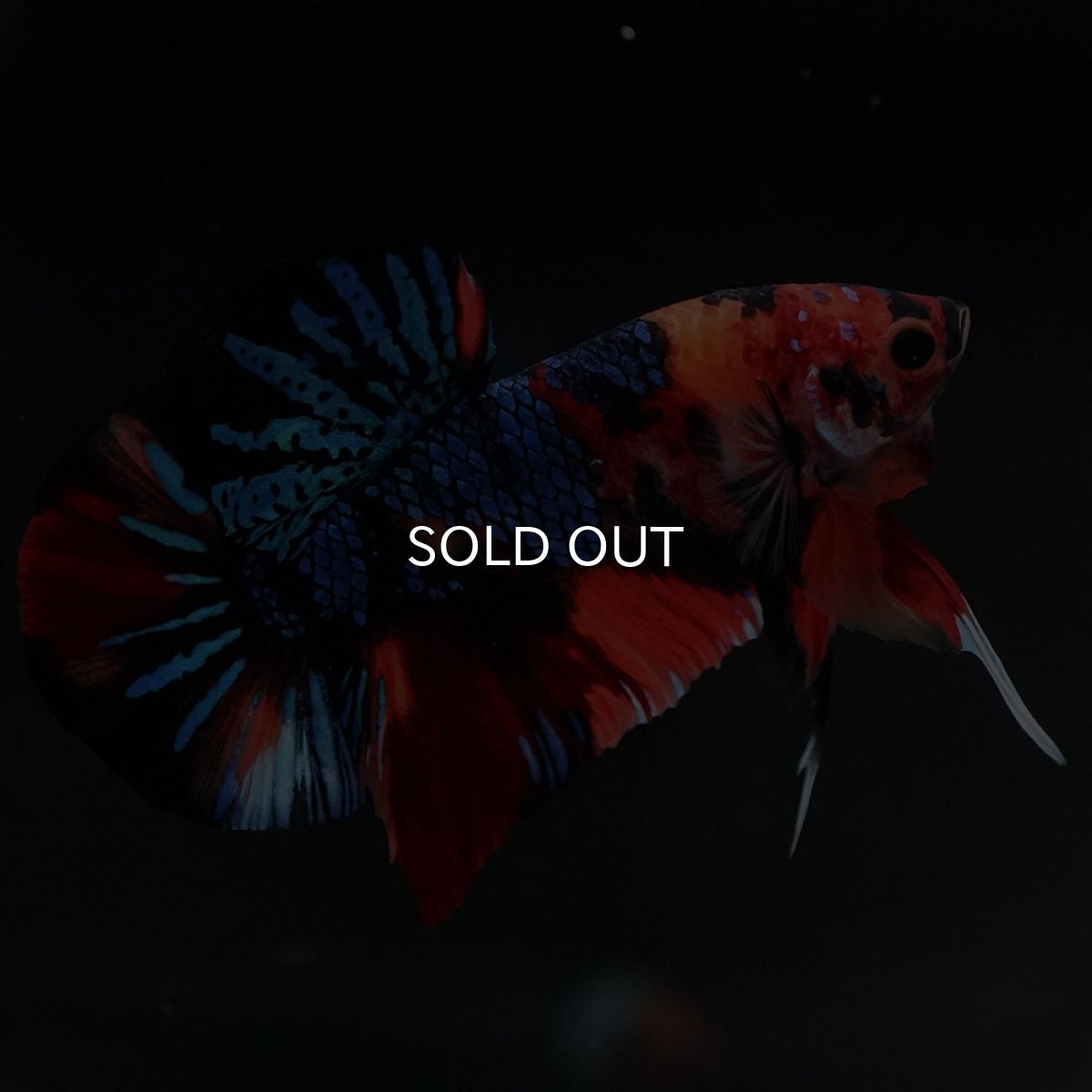 画像6: HMPK　キャンディギャラクシー (6)