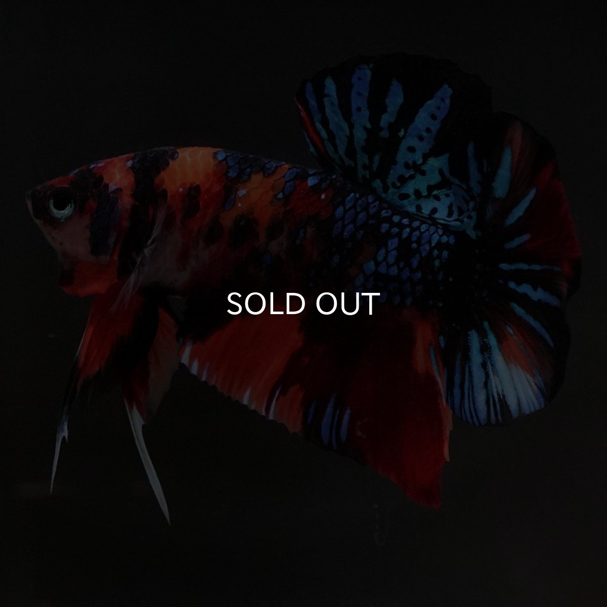 画像5: HMPK　キャンディギャラクシー (5)