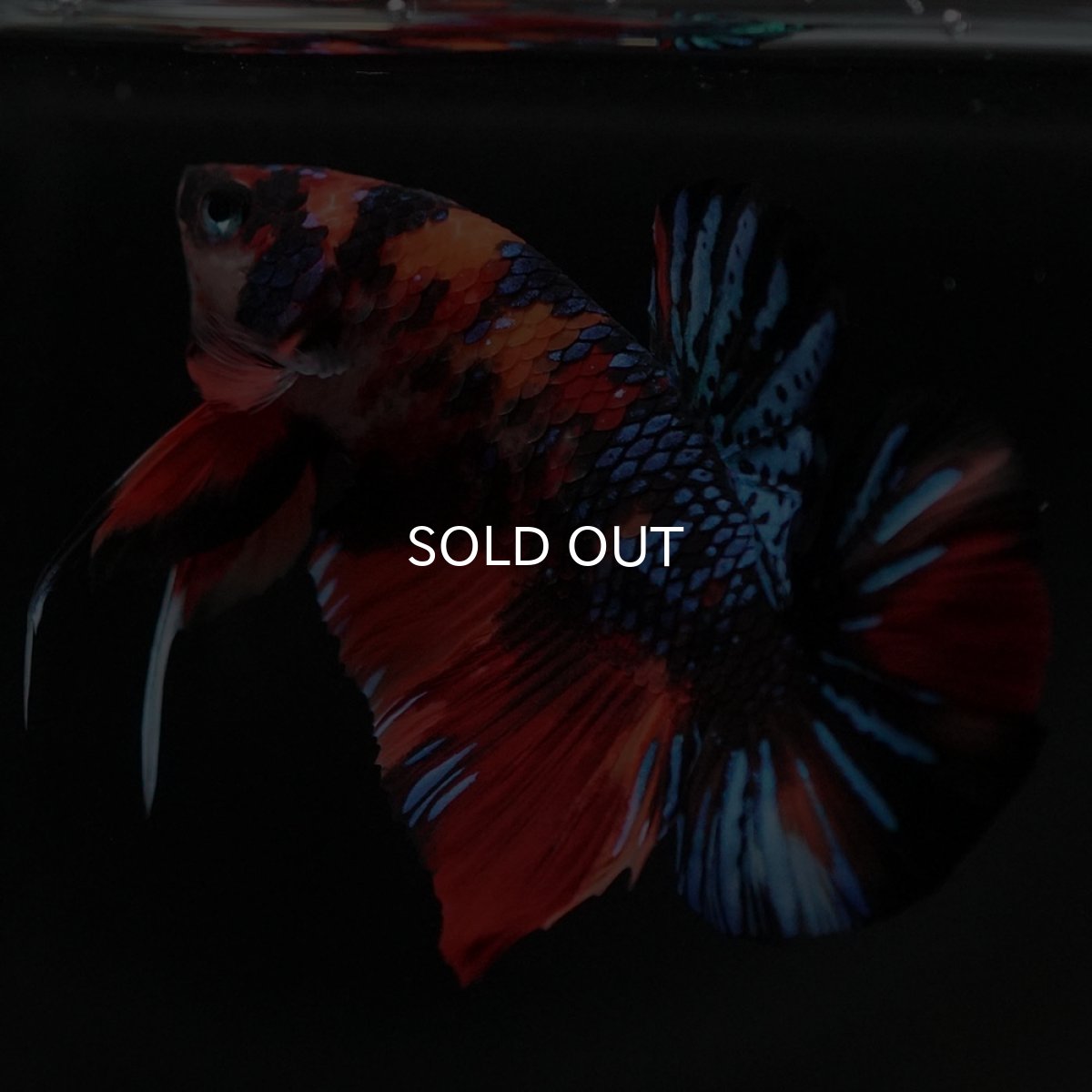 画像7: HMPK　キャンディギャラクシー (7)