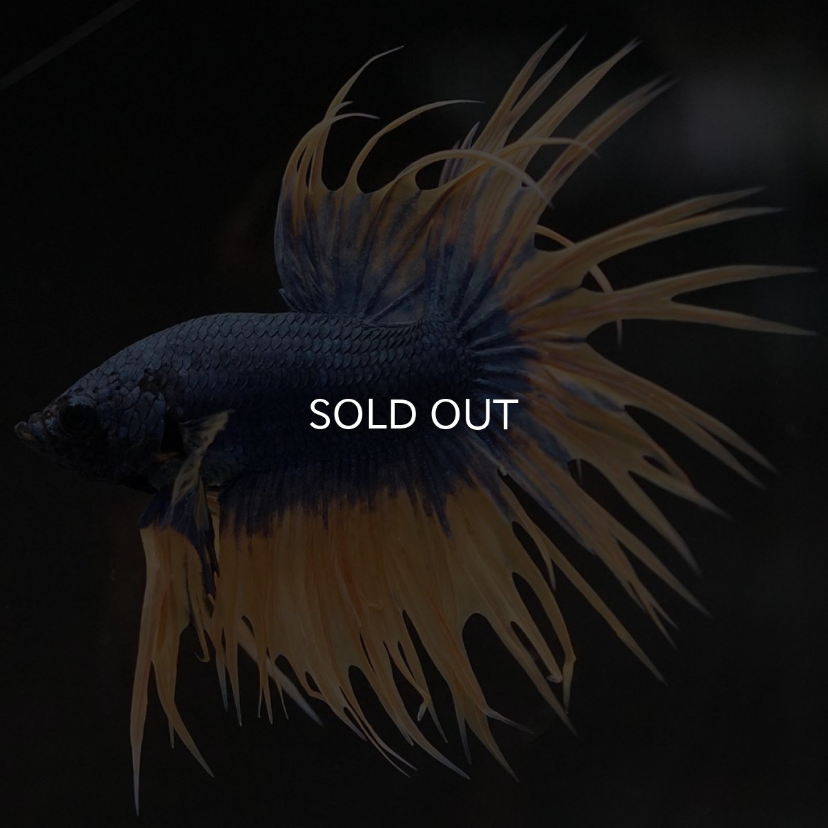 画像6: CT イエローブルー (6)