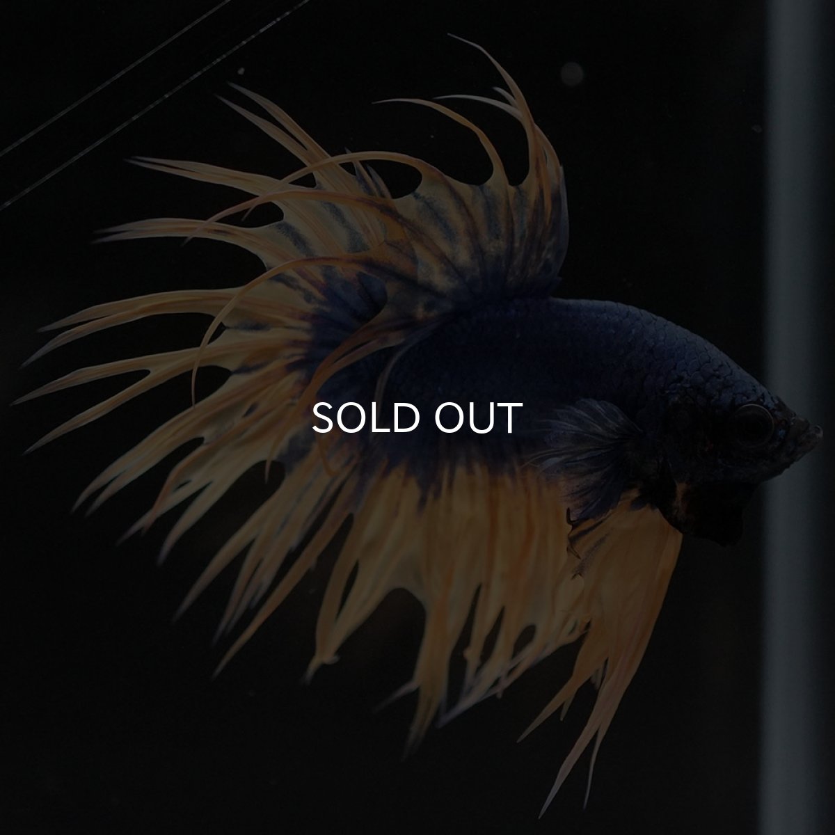 画像5: CT イエローブルー (5)