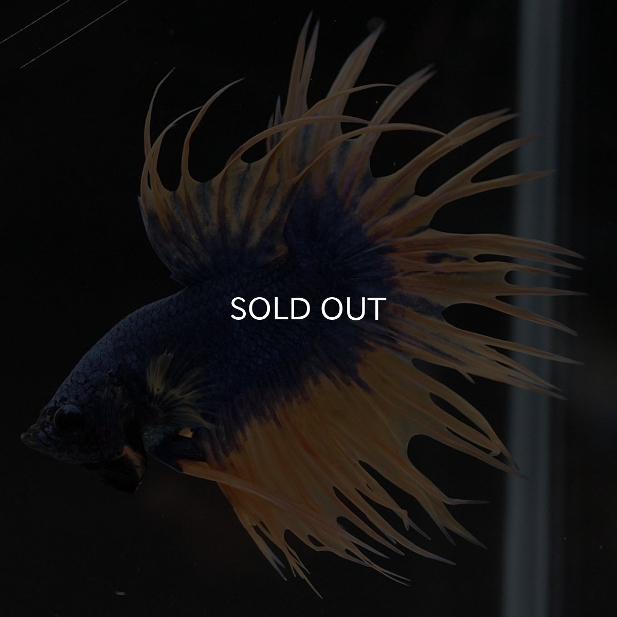 画像8: CT イエローブルー (8)