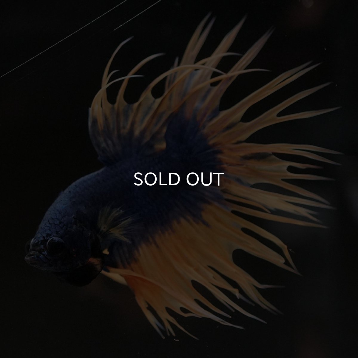 画像2: CT イエローブルー (2)