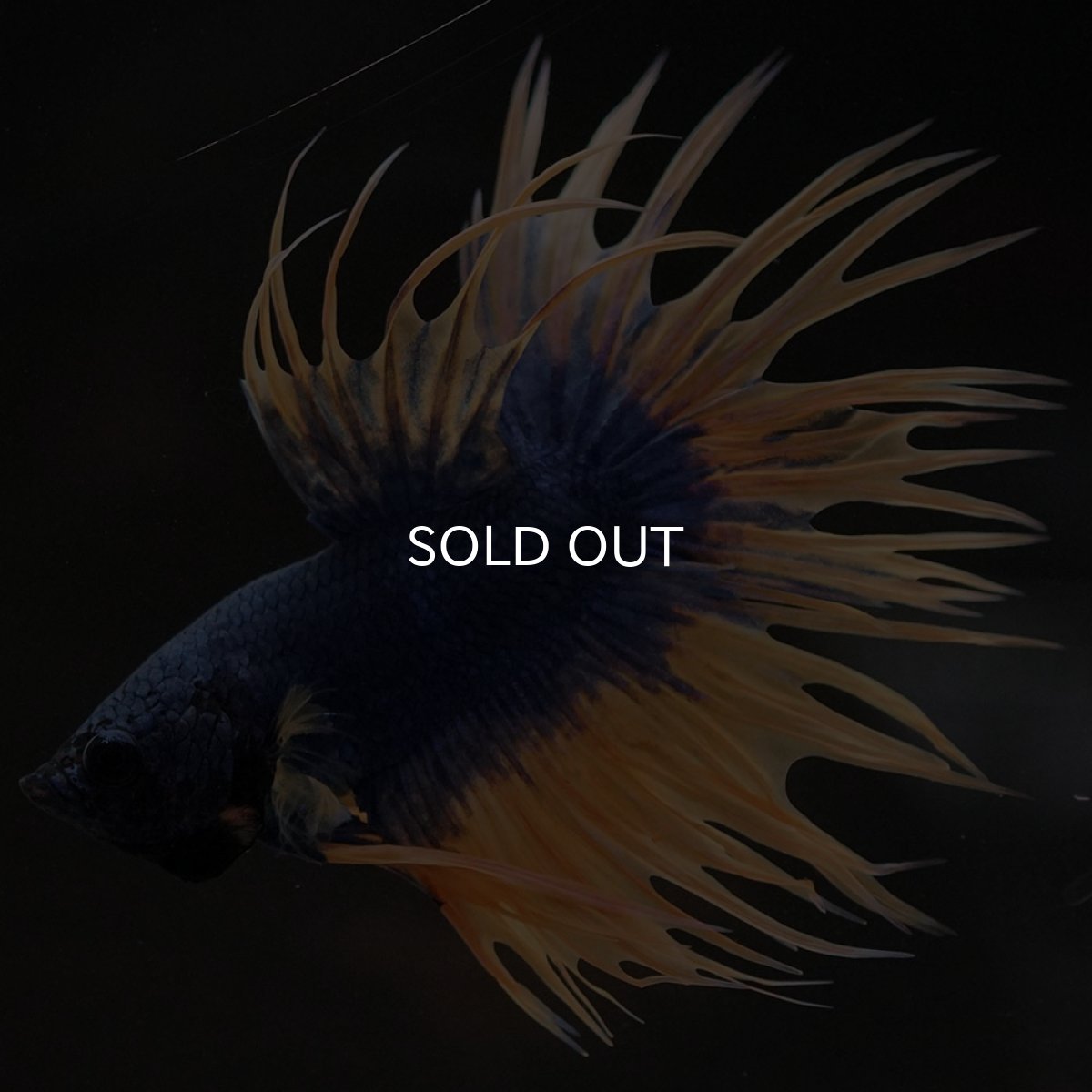 画像4: CT イエローブルー (4)