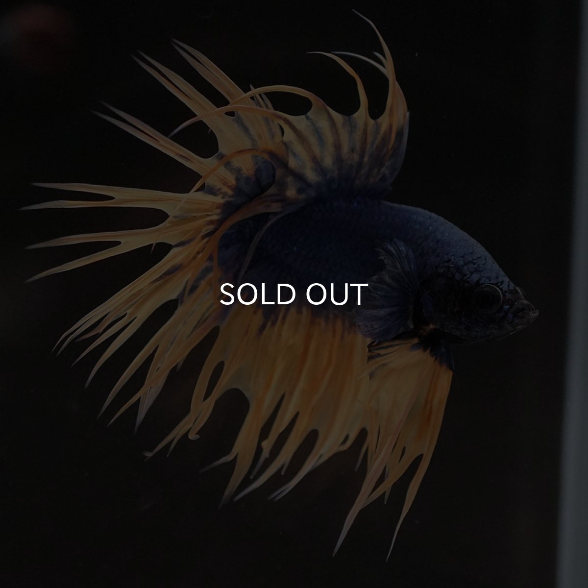 画像3: CT イエローブルー (3)