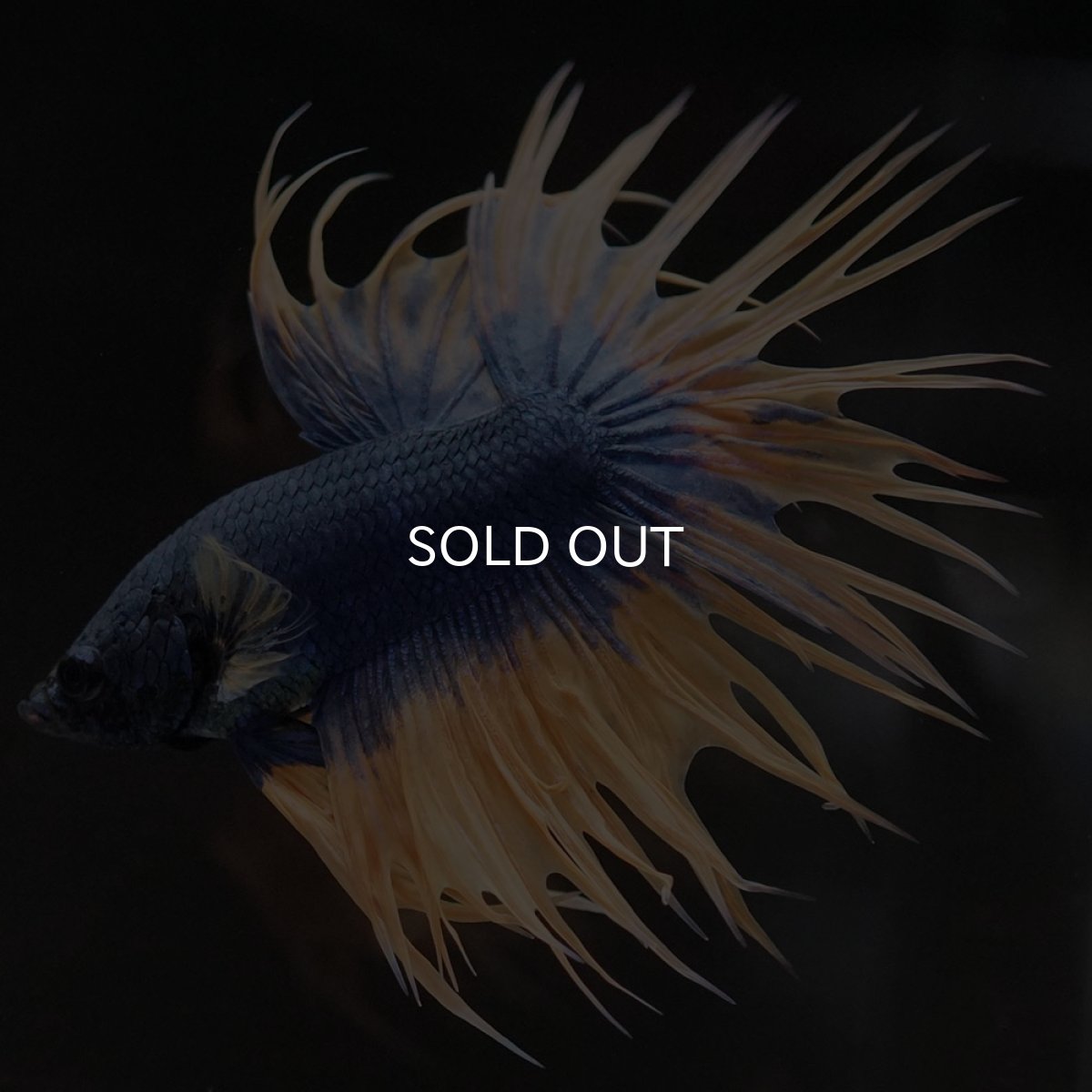 画像7: CT イエローブルー (7)