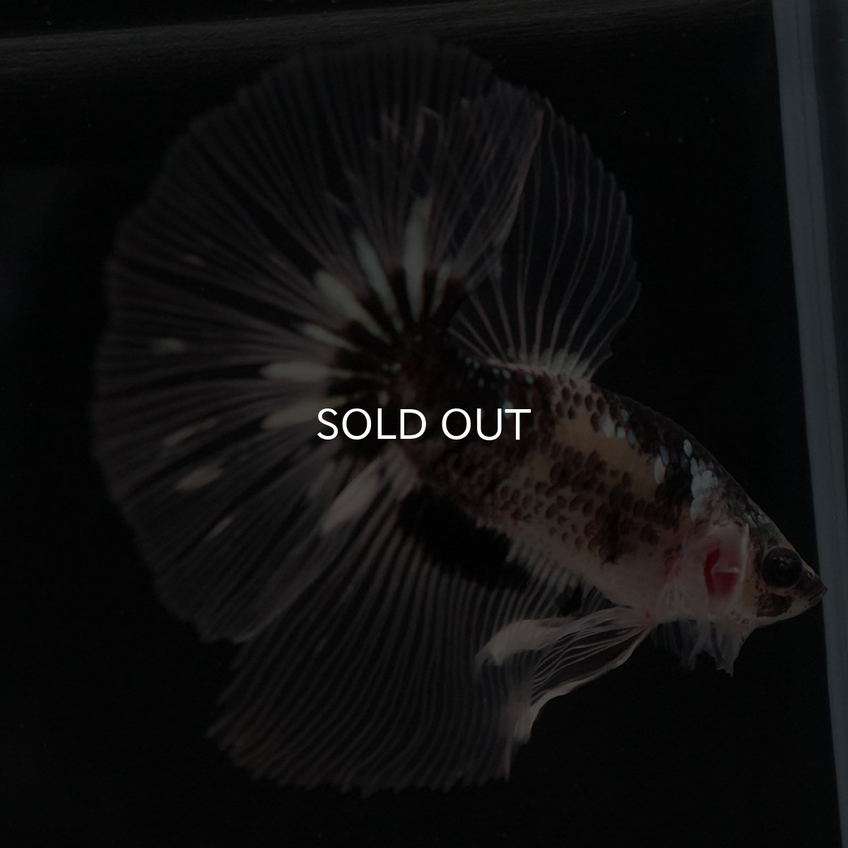 画像12: HM ブラックファンシー クリアフィン (12)