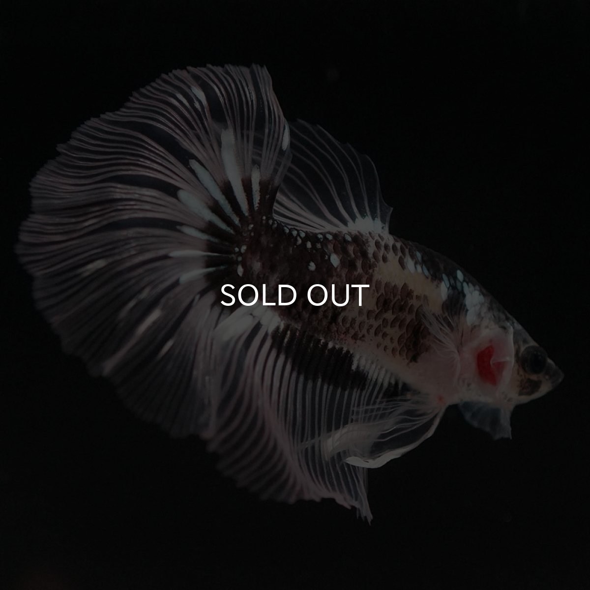 画像11: HM ブラックファンシー クリアフィン (11)