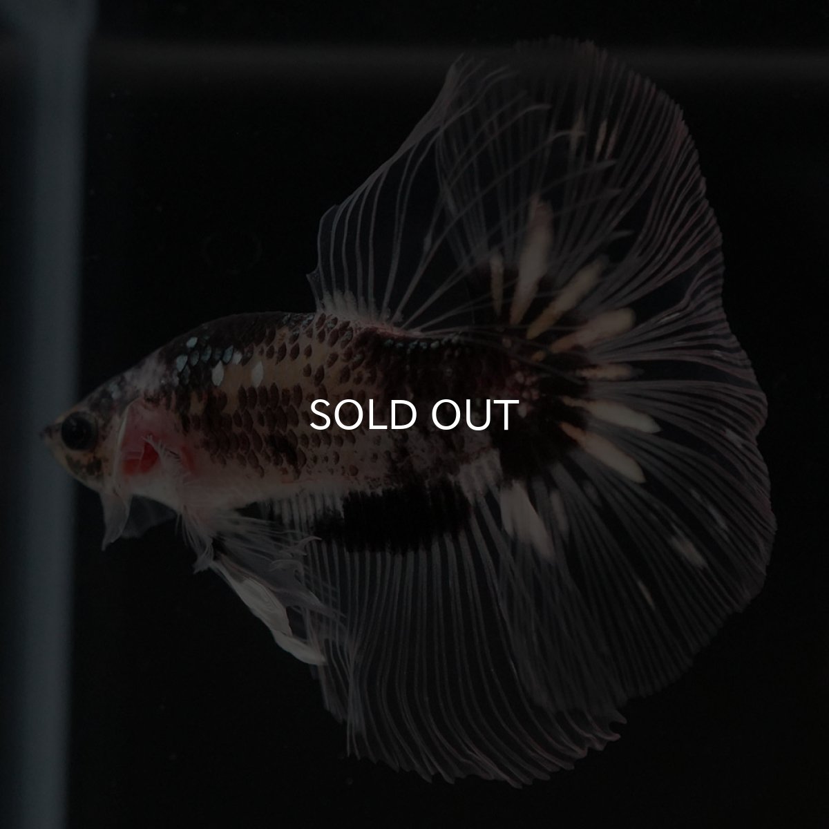 画像9: HM ブラックファンシー クリアフィン (9)